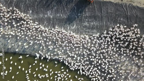 Pelicans colony during a feeding in a large water reservoir, to alienate them from commercial fish pools.