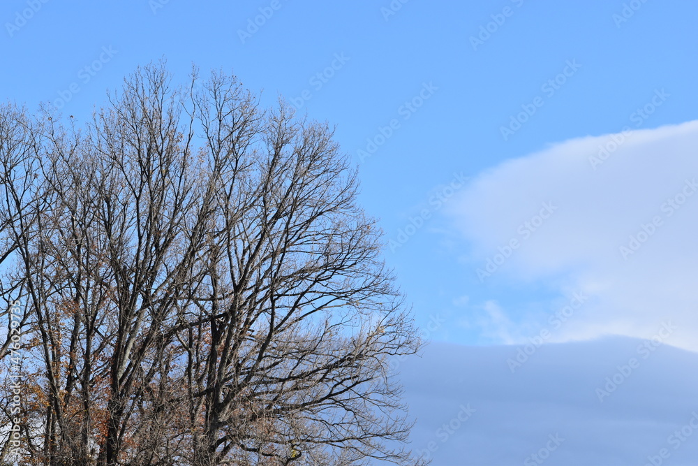 冬山と大樹と青空 冬山と大樹と青空