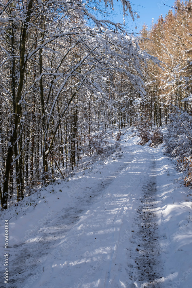 View along a snow-covered forest path in the Taunus / Germany on a sunny winter day 