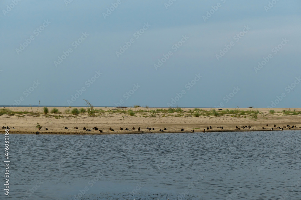 A flock of birds sitting at the coastal line of a sandy beach by the Baltic Sea on Sobieszewo island, Poland. The sea is gently waving. A bit of overcast. Solitude and serenity