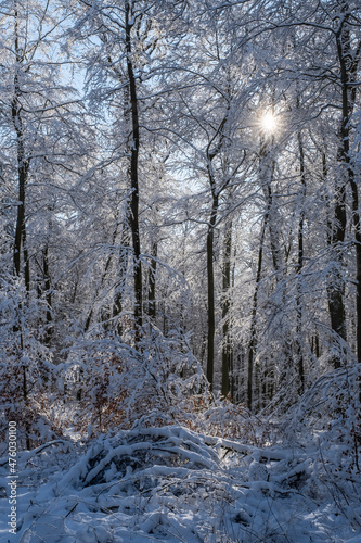 View into a snow-covered forest in the Taunus / Germany in backlight 