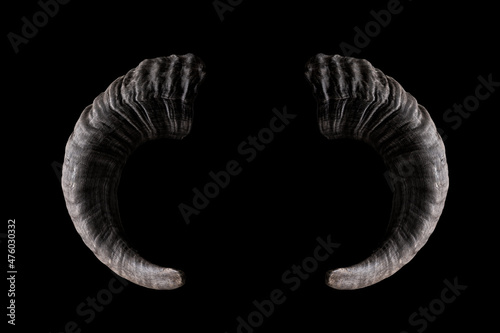 Ram horns isolated on black. Satanic, occult symbol. photo