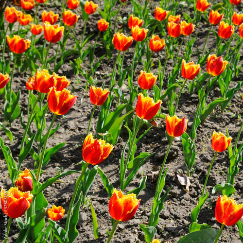 Red tulips in a flower bed.