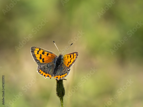 Small Copper Butterfly Wings Open