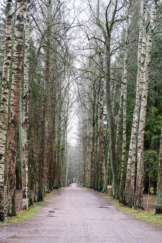 Fototapeta premium Photos of the park alley in the spring after the rain