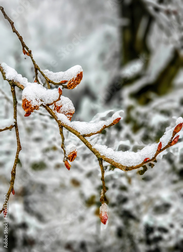 Winter Buds with ice