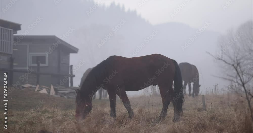 Horse fall in the fog. Horses outside in the fog mountains, munching on grass and relaxing. Horses are grazing outside in the mountains Horse fall in the fog. Horses outside in the fog mountains, munching on grass and relaxing. Horses are grazing outside in the mountains