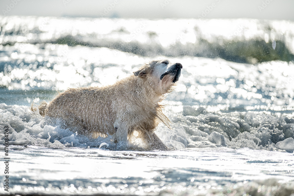 Obraz premium Dog Golden Retriever swims in the waves of the sea.