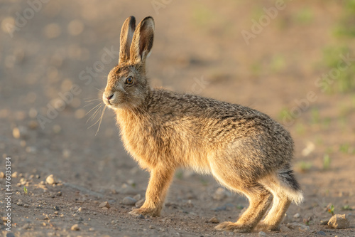 Close up of a young hare or leveret in Springtime.  standing alert on farmland. Facing camera  blurred background.  Scientific name   Lepus Europaeus.  Horizontal.  Space for copy.