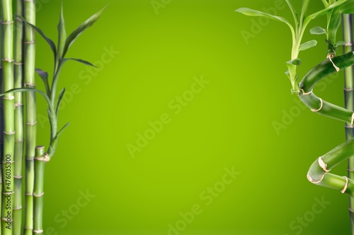 Green bamboo with leaves, nature concept