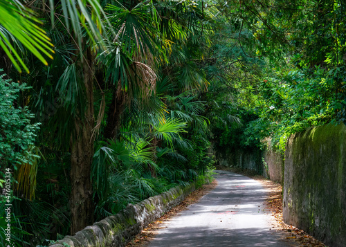 Winding road shaded by lush trees of Mediterranean forest disappearing in distance