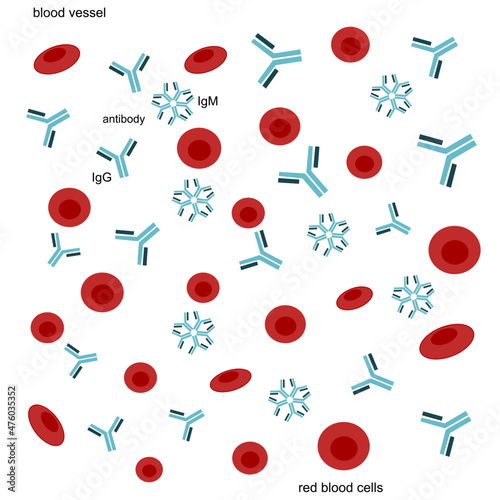 The red blood cells and antibodies (Immunoglobulin: IgM and IgG) that against the pathogen infection or the one of immune response processes. This picture represent in blood vessel.