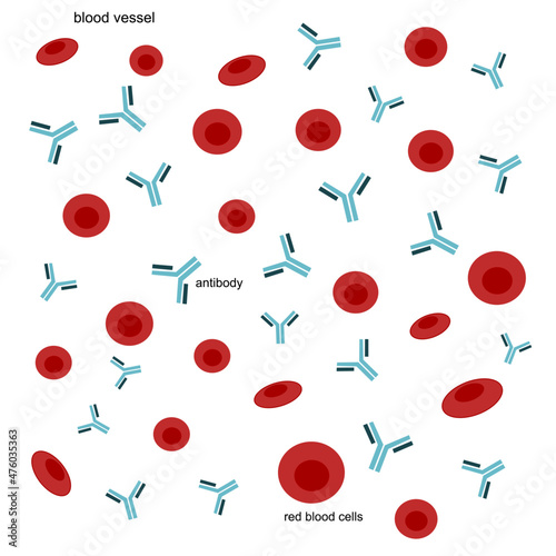 The red blood cells and antibodies that against the pathogen infection or the one of immune response processes. The picture demonstrate in blood vessel.