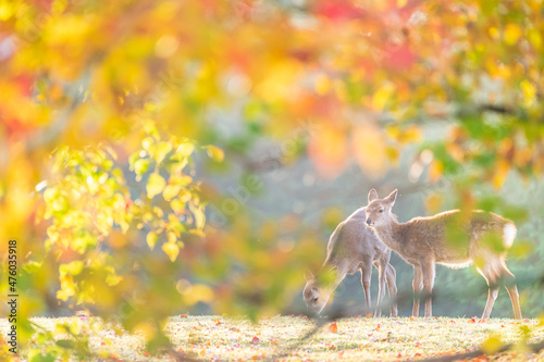 奈良 - 【奈良公園（飛火野）の鹿と紅葉】