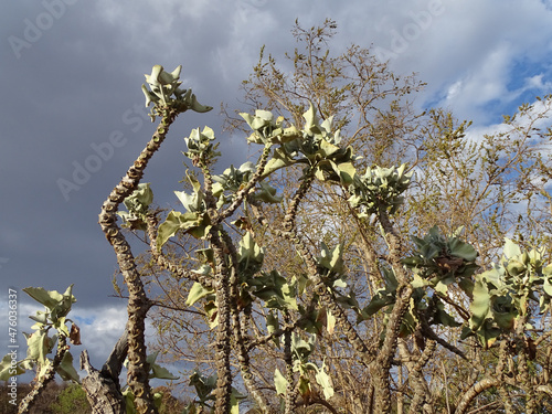 View of a felt bush (Kalanchoe beharensis) growing in a Kruger National Park in South Africa photo