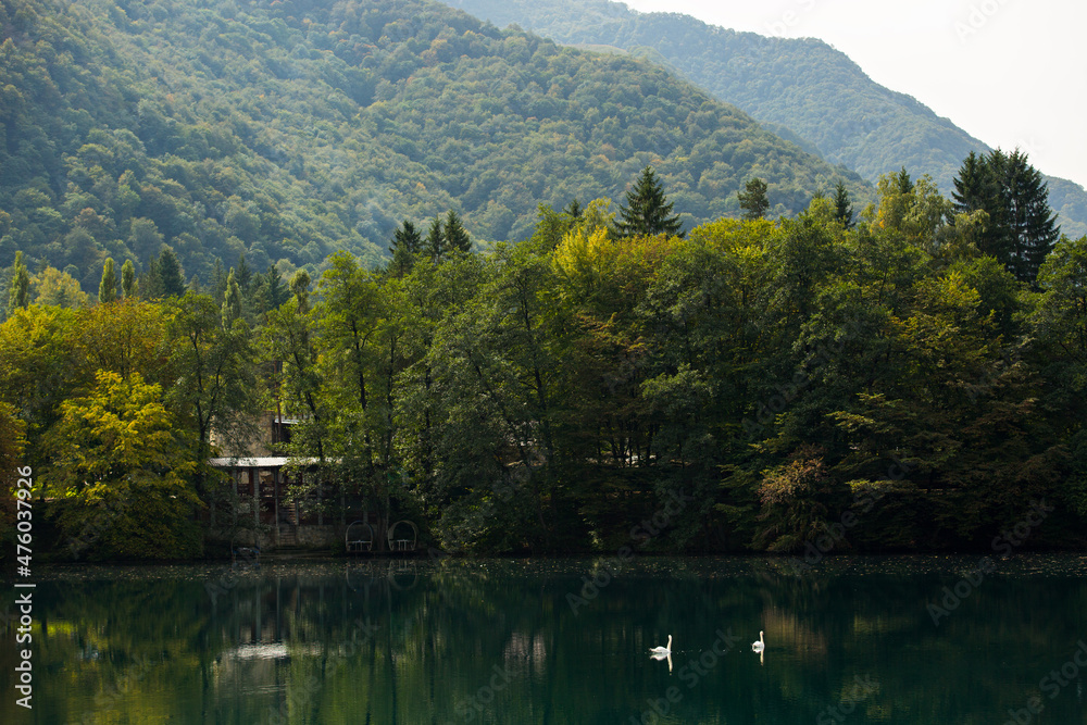 two swans swim in a mountain lake