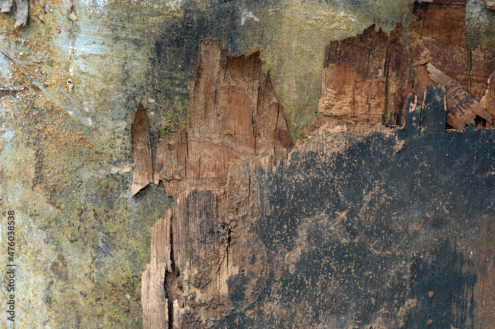 Fototapeta premium old wood texture