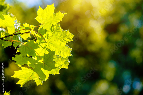 Green nature background with maple leaves 