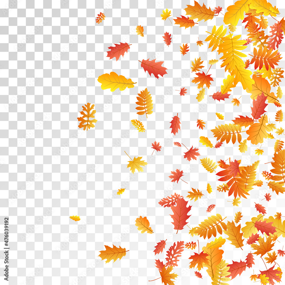 Oak, maple, wild ash rowan leaves vector, autumn foliage on transparent background. Oak, maple, wild ash rowan leaves vector, autumn foliage on transparent background.