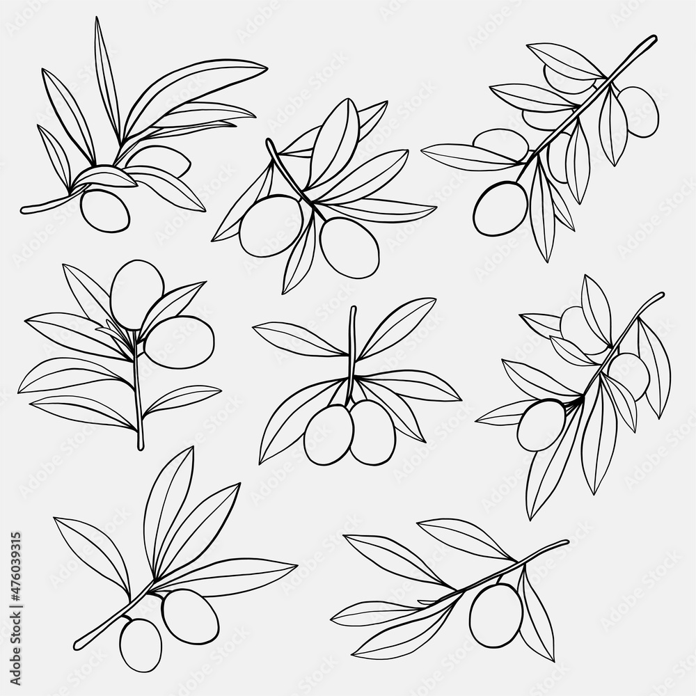 doodle freehand sketch drawing of olive fruit collection.
