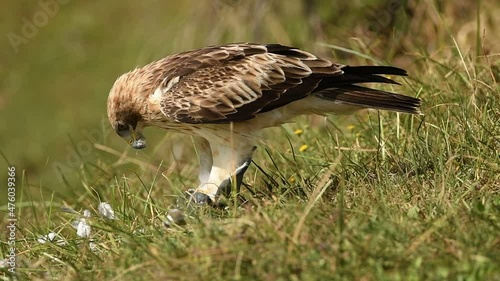 Aguila calzada con presa photo