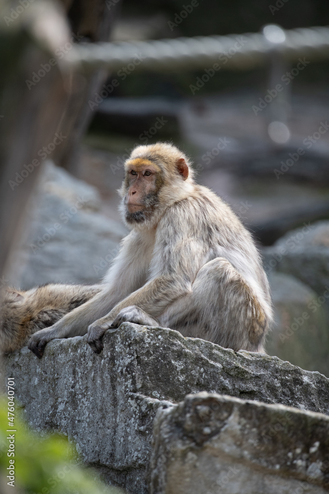 Naklejka premium Affe 2