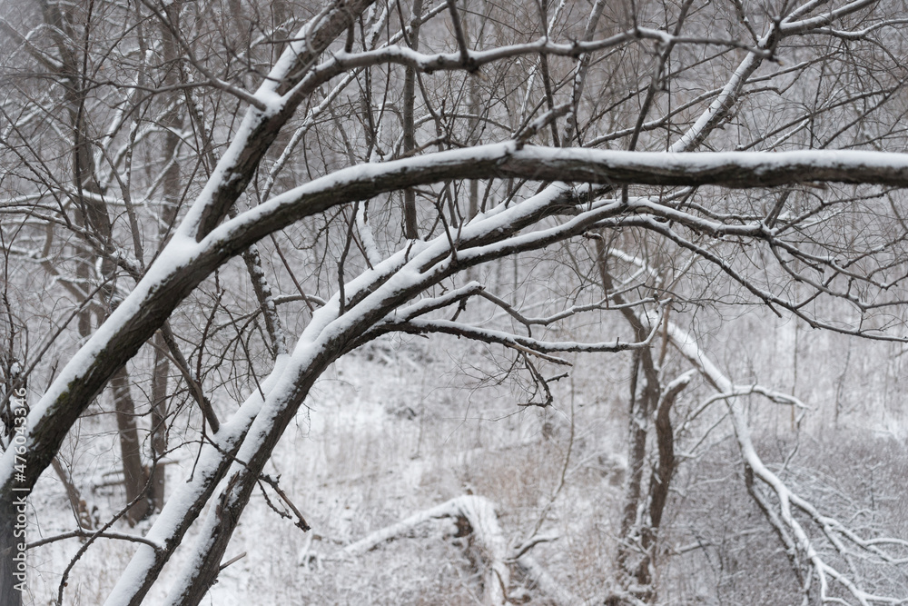 snow covered trees snow covered trees