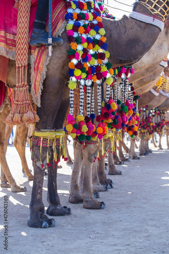 Decorated camel at Desert Festival in Jaisalmer, Rajasthan, India. Camel's feet