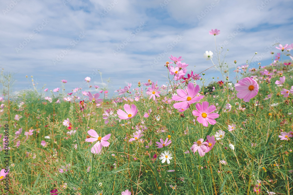  . Pink cosmos flower blooming background in vintage style