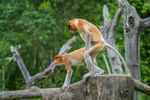 Photography Pair of wild Proboscis monkeys makes love in the rainforest of island Borneo, Ma