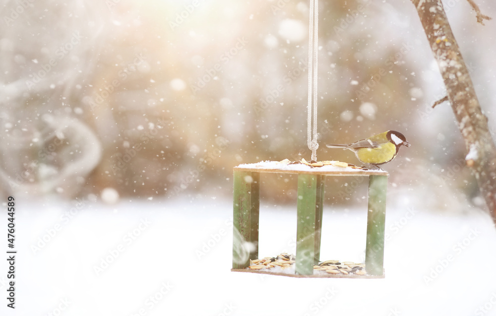 Fototapeta premium Little titmouse on the trough eats. Winter bird.