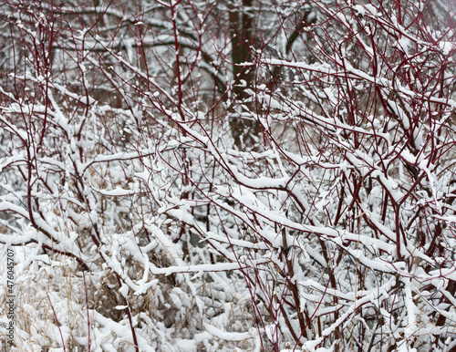 Canvas-taulu snow on red twig dogwood