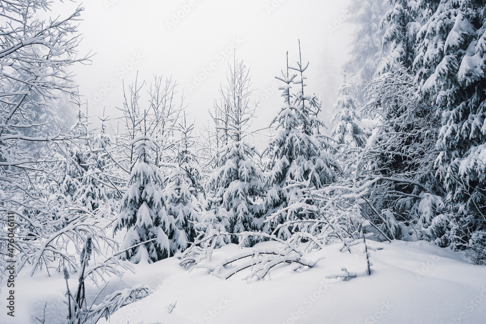 Winter forest landscape with snow covered pine trees