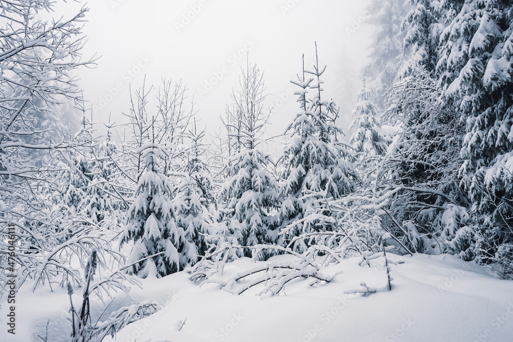 Obraz premium Winter forest landscape with snow covered pine trees