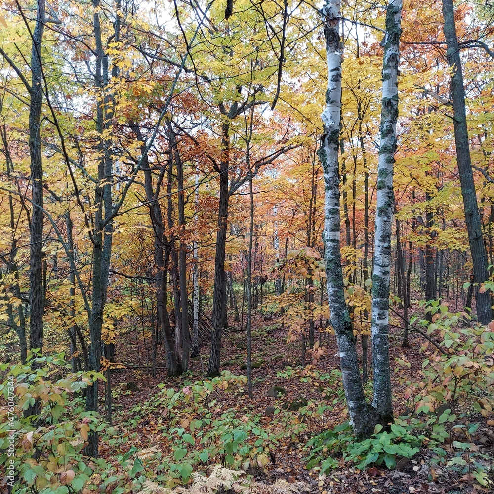 Fototapeta premium autumn in the woods