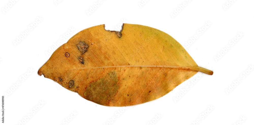 Leaf With Holes Eaten By Pests insects collection Isolated On White Background Leaf With Holes Eaten By Pests insects collection Isolated On White Background