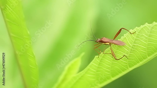 Wallpaper Mural A brown grasshopper with long barbels and a pair of hind legs larger than the others, perched on the tips of young green leaves, nature theme Torontodigital.ca