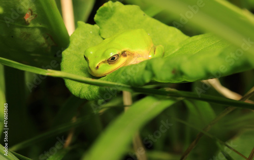 Lethargic Japanese Tree Frog with Comfortable Bed