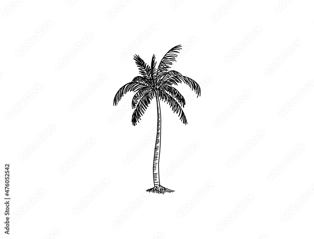 Hand drawn of palm tree vector illustrations