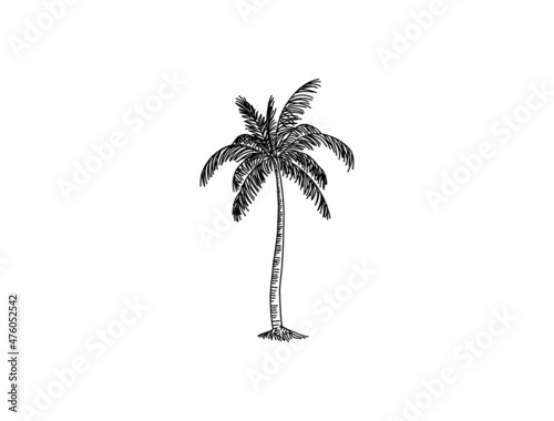 Hand drawn of palm tree vector illustrations