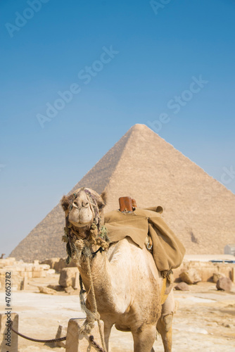 Camel in the desert in front of the pyramids of Giza, Egypt