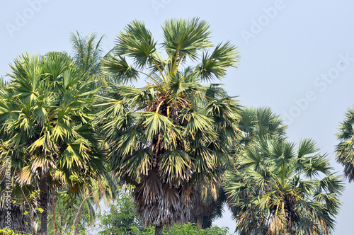 pine tree branches