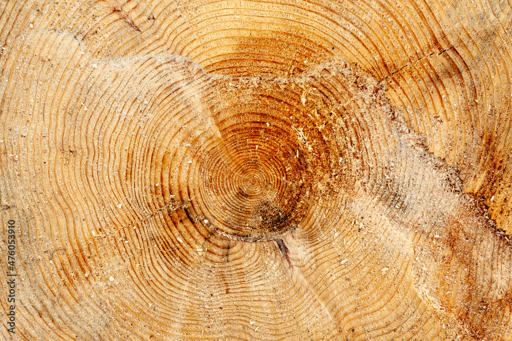 Naklejka premium cross section of tree trunk with year rings