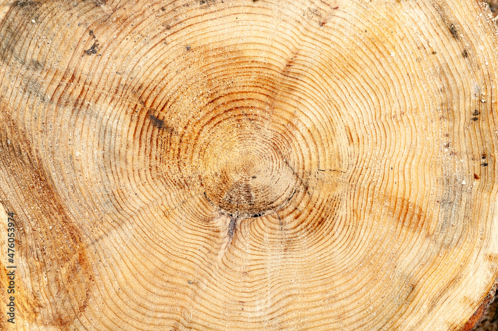 Fototapeta premium cross section of tree trunk with year rings