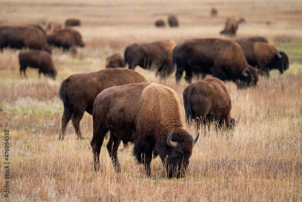 American Bison in Grand Teton National Park