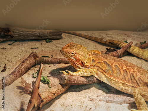 Close-up Exotic Iguana on Wood Sticks and Sand