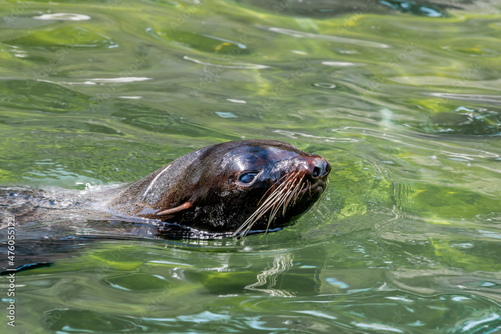 Obraz premium Northern Fur Seal (Callorhinus ursinus) at sea off St. George Island, Pribilof Islands, Alaska, USA