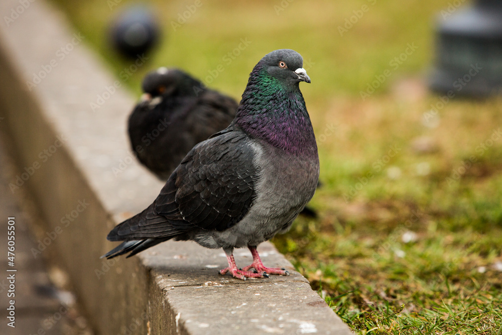 City doves or City pigeons crowd streets and public squares. City doves or City pigeons crowd streets and public squares.