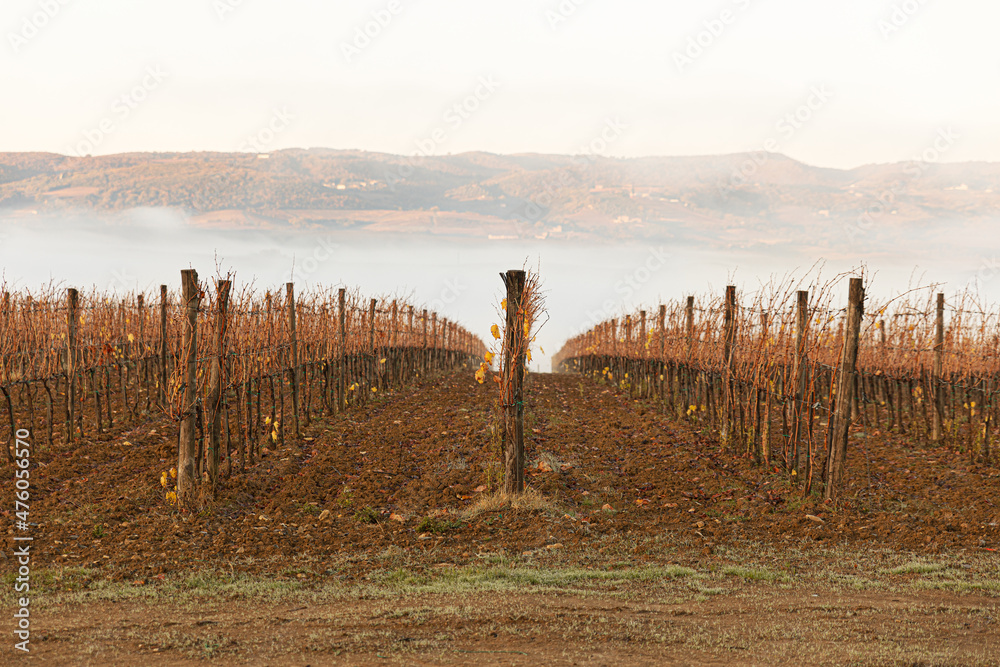 Photo of the cultivation lines of a vineyard during autumn, without green leaves, with dawn light. In the background the fog and the green and brown hills.