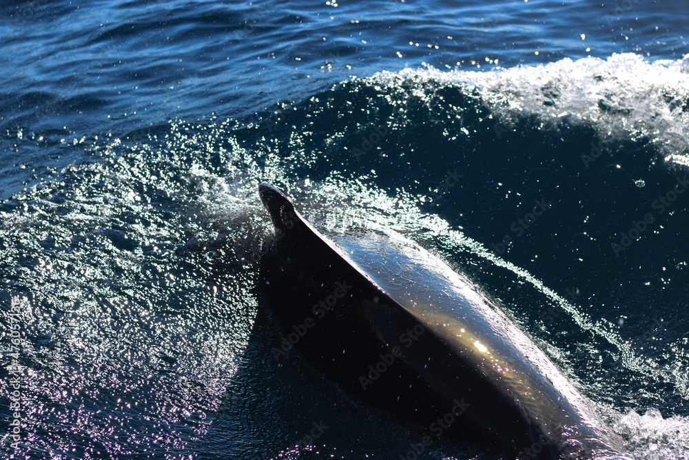 Fototapeta premium whale in the sea